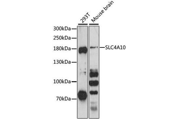 SLC4A10 antibody