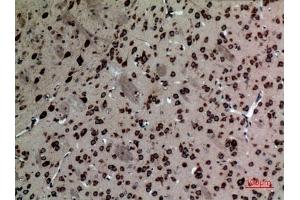 Immunohistochemical analysis of paraffin-embedded Mouse-brain, antibody was diluted at 1:100. (NR1H3 antibody  (Internal Region))