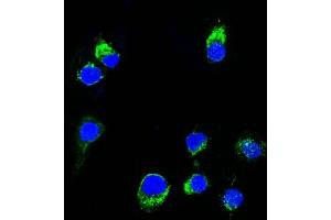 Confocal Immunofluorescent analysis of Ramos cells using CF488-labeled Lambda Light Chain Monoclonal Antibody (HP6054) (Green). (IgL antibody  (CF®488A))