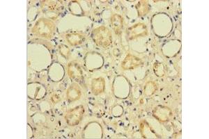 Immunohistochemistry of paraffin-embedded human kidney tissue using ABIN7148784 at dilution of 1:100 (CXXC5 antibody  (AA 1-227))