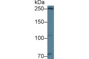 Detection of NIN in Rat Testis lysate using Polyclonal Antibody to Ninein (NIN) (Ninein antibody  (AA 1-153))