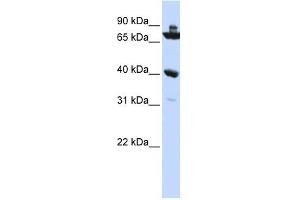 C7ORF31 antibody used at 1 ug/ml to detect target protein. (C7orf31 antibody  (N-Term))