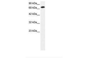 Image no. 2 for anti-Signal Transducer and Activator of Transcription 4 (STAT4) (AA 247-296) antibody (ABIN202898) (STAT4 antibody  (AA 247-296))