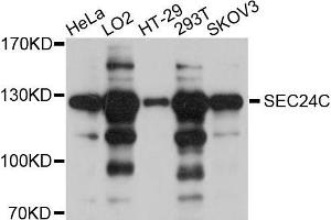 Western blot analysis of extracts of various cell lines, using SEC24C antibody (ABIN5998766) at 1/1000 dilution. (SEC24C antibody)