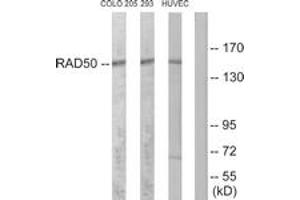 Western Blotting (WB) image for anti-RAD50 Homolog (S. Cerevisiae) (RAD50) (AA 681-730) antibody (ABIN2890026) (RAD50 antibody  (AA 681-730))