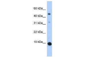 CCL2 antibody (70R-10505) used at 0. (CCL2 antibody  (Middle Region))