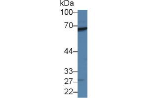 Detection of RARS in Human 293T cell lysate using Polyclonal Antibody to Arginyl tRNA Synthetase (RARS) (RARS antibody  (AA 1-146))