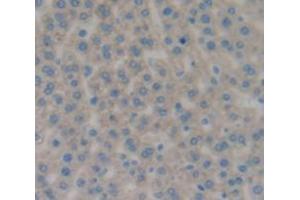 IHC-P analysis of Rat Tissue, with DAB staining. (FETUB antibody  (AA 152-261))