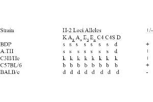 strain distribution (MHC Class II I-Ap antibody (Biotin))