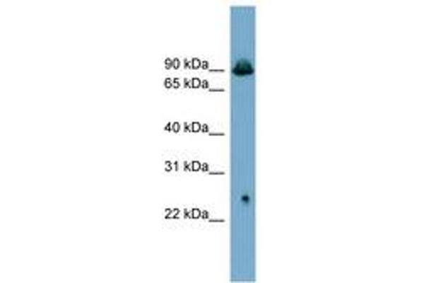 SLC6A5 antibody  (AA 503-552)