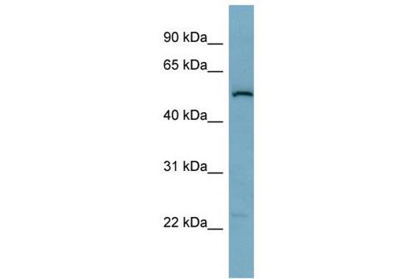SNAP47 antibody  (Middle Region)