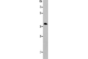 Western Blotting (WB) image for anti-Par-6 Partitioning Defective 6 Homolog alpha (PARD6A) antibody (ABIN2426326) (PARD6A antibody)