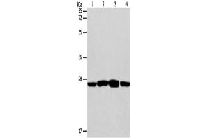 Western Blotting (WB) image for anti-Caspase 14, Apoptosis-Related Cysteine Peptidase (CASP14) antibody (ABIN2421005) (CASP14 antibody)