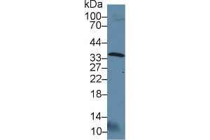 Western Blot; Sample: Rat Testis lysate; Primary Ab: 3µg/ml Rabbit Anti-Rat OTUB1 Antibody Second Ab: 0. (OTUB1 antibody  (AA 1-271))