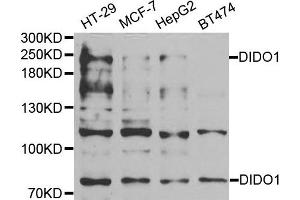 Western blot analysis of extracts of various cell lines, using DIDO1 antibody. (DIDO1 antibody)