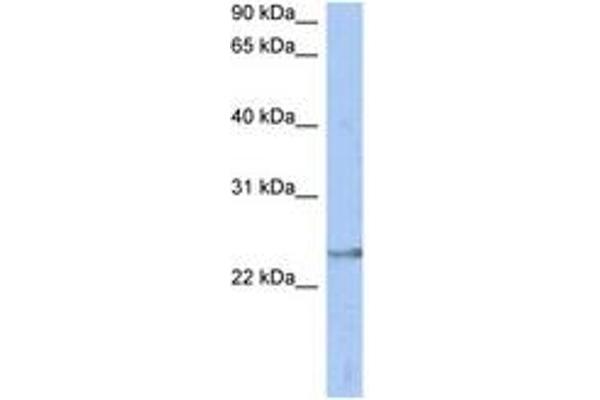 ATP6V1E2 antibody  (AA 71-120)