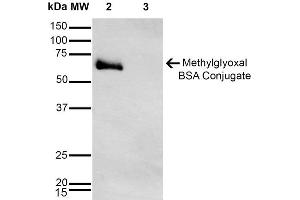 Western Blot analysis of Methylglyoxal-BSA Conjugate showing detection of 67 kDa Methylglyoxal-BSA using Mouse Anti-Methylglyoxal Monoclonal Antibody, Clone 9E7 . (Methylglyoxal (MG) antibody (HRP))