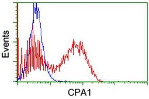 Image no. 2 for anti-Carboxypeptidase A1 (Pancreatic) (CPA1) antibody (ABIN1497593) (CPA1 antibody)