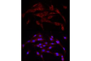 Immunofluorescence analysis of PC-12 cells using Calnexin Rabbit pAb (ABIN7266031) at dilution of 1:25 (40x lens). (Calnexin antibody  (AA 501-592))