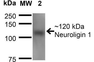 Western Blot analysis of Mouse Brain Membrane showing detection of ~120 kDa Neuroligin 1 protein using Mouse Anti-Neuroligin 1 Monoclonal Antibody, Clone S97A-31 . (Neuroligin 1 antibody  (AA 718-843) (APC))