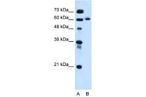 KIAA1754L antibody used at 0. (ITPRIPL1 antibody  (C-Term))