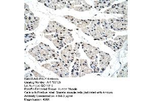 Human Muscle (Raly antibody  (C-Term))