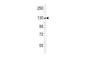 Western blot analysis in K562 cell line lysates (35ug/lane). (RTL1 antibody  (C-Term))