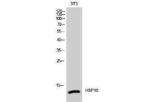 Western Blotting (WB) image for anti-Heat Shock 10kDa Protein 1 (Chaperonin 10) (HSPE1) (Internal Region) antibody (ABIN3185102) (HSPE1 antibody  (Internal Region))