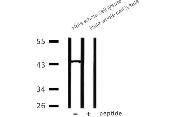 CAPG antibody  (Internal Region)