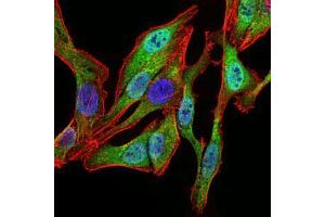 Immunofluorescence (IF) image for anti-Spi-B Transcription Factor (Spi-1/PU.1 Related) (SPIB) (AA 200-252) antibody (ABIN1098113)