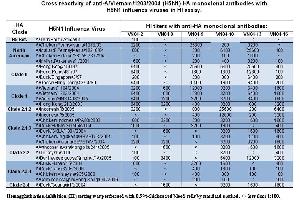 Image no. 1 for anti-Hemagglutinin antibody (Influenza A Virus H5N1 (A/Vietnam/1203/04)) (ABIN6657573)