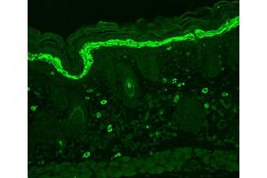 Immunohistochemistry analysis using Mouse Anti-Phosphotyrosine Monoclonal Antibody, Clone G104 . (Phosphotyrosine antibody  (Atto 390))