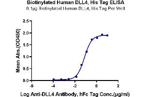 ELISA image for delta-Like 4 (DLL4) (AA 27-524) protein (His-Avi Tag,Biotin) (ABIN7274487)