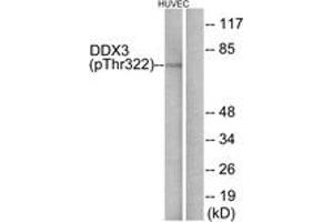 Western Blotting (WB) image for anti-DEAD (Asp-Glu-Ala-Asp) Box Polypeptide 3 (DDX3) (AA 466-515), (pThr322) antibody (ABIN482190) (DDX3 antibody  (pThr322))