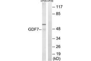 Western Blotting (WB) image for anti-Growth Differentiation Factor 7 (GDF7) (AA 191-240) antibody (ABIN2890356) (GDF7 antibody  (AA 191-240))