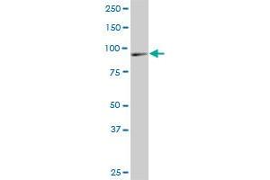 DNAJC10 monoclonal antibody (M02A), clone 3A8. (DNAJC10 antibody  (AA 688-793))