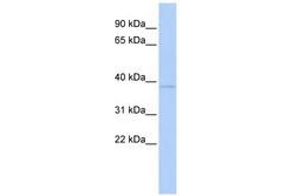 ZNF75A antibody  (AA 36-85)