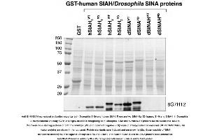 Image no. 1 for anti-E3 Ubiquitin-Protein Ligase SIAH1/2 (AA 280-331), (C-Term) antibody (ABIN363297) (E3 Ubiquitin-Protein Ligase SIAH1/2 (AA 280-331), (C-Term) antibody)