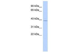 RP11-217H1. (MAGT1 antibody  (N-Term))