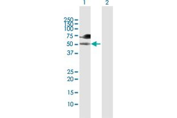 WASF3 antibody  (AA 1-499)