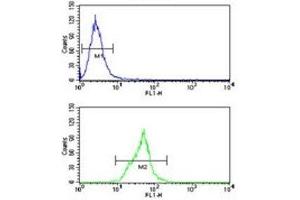 Neprilysin antibody flow cytometry analysis of Ramos cells (green) compared to a negative control (blue). (MME antibody  (AA 506-534))