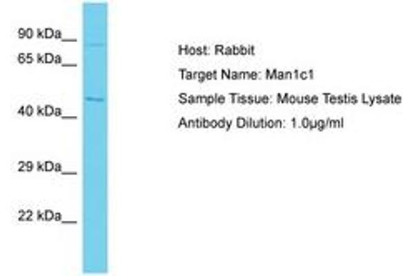 MAN1C1 antibody  (AA 522-571)