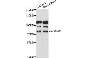 Western blot analysis of extracts of various cell lines, using ADAM11 antibody (ABIN6291238) at 1:1000 dilution. (ADAM11 antibody)