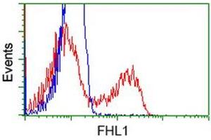 Flow Cytometry (FACS) image for anti-Four and A Half LIM Domains 1 (FHL1) antibody (ABIN1500974) (FHL1 antibody)