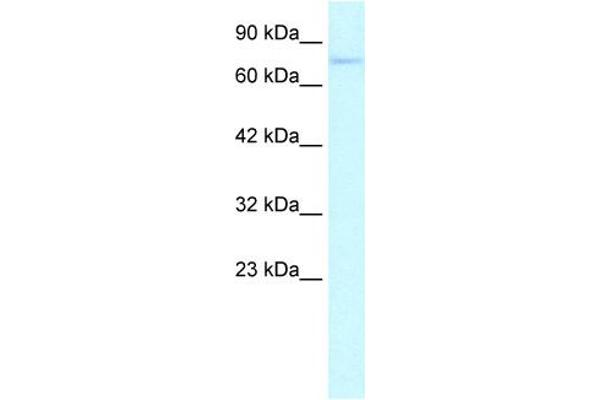 ZNF336 antibody  (N-Term)