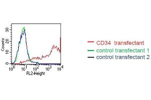 FACS analysis of BOSC23 cells using EQ-8D11-C1. (CD34 antibody  (Extracellular Domain))