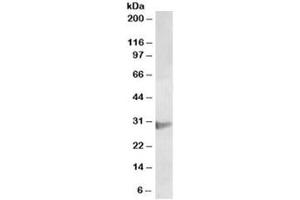 Western blot testing of U937 lysate with CLIC1 antibody at 2ug/ml. (CLIC1 antibody)