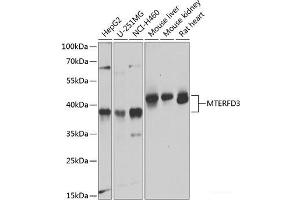 Western blot analysis of extracts of various cell lines using MTERFD3 Polyclonal Antibody at dilution of 1:1000. (MTERFD3 antibody)