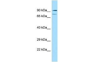 Host: Rabbit Target Name: HSPA12A Sample Type: HT1080 Whole Cell lysates Antibody Dilution: 1. (HSPA12A antibody  (N-Term))