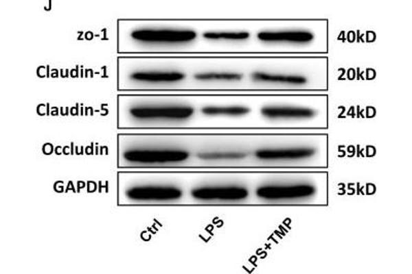 Occludin antibody  (AA 263-522)